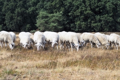 schaap#(20180720) fauna