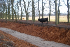 runderen#(20140105)a