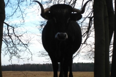runderen#(20140105)b