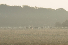paard#(20190602) fauna