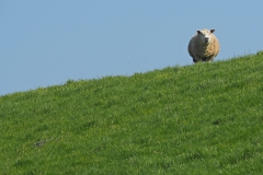 schaap#(20170409)