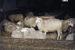 schaap#(20171209)