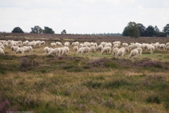 schaap#(20230808)