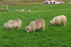 schaap#(20220902)