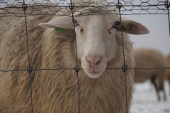 schaap#(20210117)b