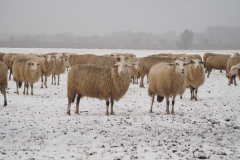 schaap#(20210117)a
