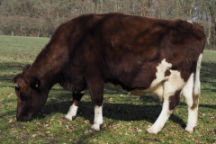 runderen#(20210306)c