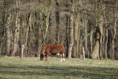 runderen#(20210306)a
