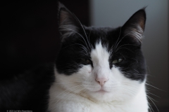 kat#(20220306)