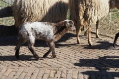 schaap#(20250318)