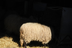 schaap#(20250318)d
