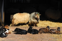 schaap#(20250318)b