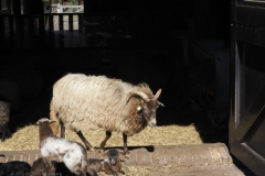 schaap#(20250318)