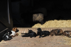 schaap#(20250318) a