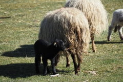 schaap#(20250318)