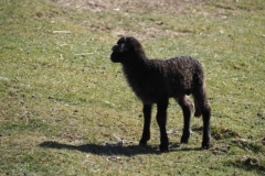 schaap#(20250318)h