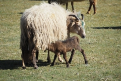 schaap#(20250318)l