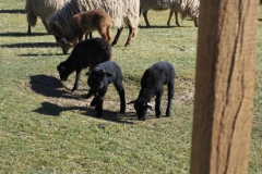 schaap#(20250318)b