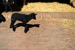 schaap#(20250318)