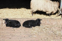 schaap#(20250318)m