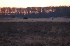 runderen#(20200322)b