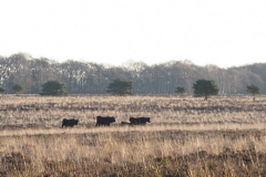 runderen#(20200322)a