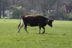 runderen#(20240325)a
