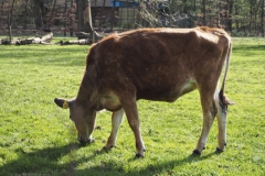 runderen#(20240325)b