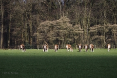 runderen#(20240325)c