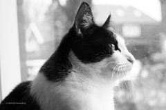 kat#(20200402)zw