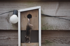 muis#(20210404)b