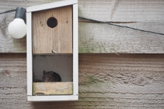 muis#(20210404)c