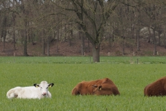 runderen#(20220410)