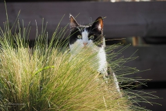 kat#(20200411)a