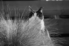 kat#(20200411)a zw