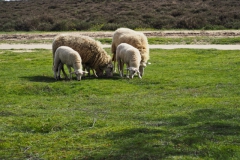 schaap#(20240413)