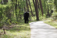 runderen#(20200425)c