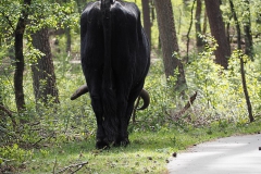 runderen#(20200425)b