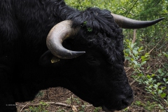 runderen#(20200425)a