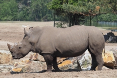 neushoorn#(20230514)a