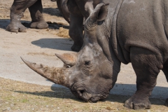 neushoorn#(20230514)b