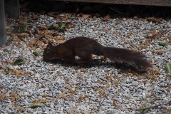 eekhoorn#(20200524)a