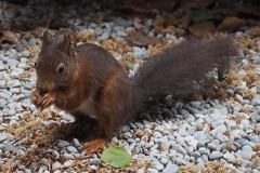 eekhoorn#(20200524)aa