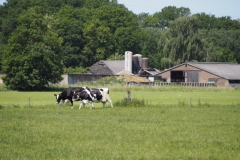runderen#(20230604)a