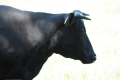 runderen#(20210613)a