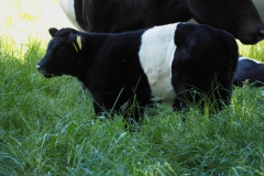 runderen#(20210613)c