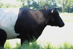 runderen#(20210613)b