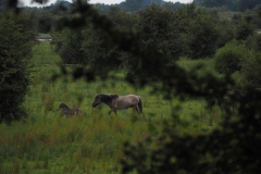 paard#(20240614)b