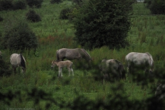 paard#(20240614)a