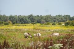 paard#(20220729)a